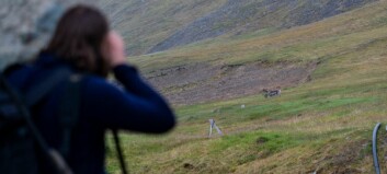 Nesten 300 får jakte på reinsdyr