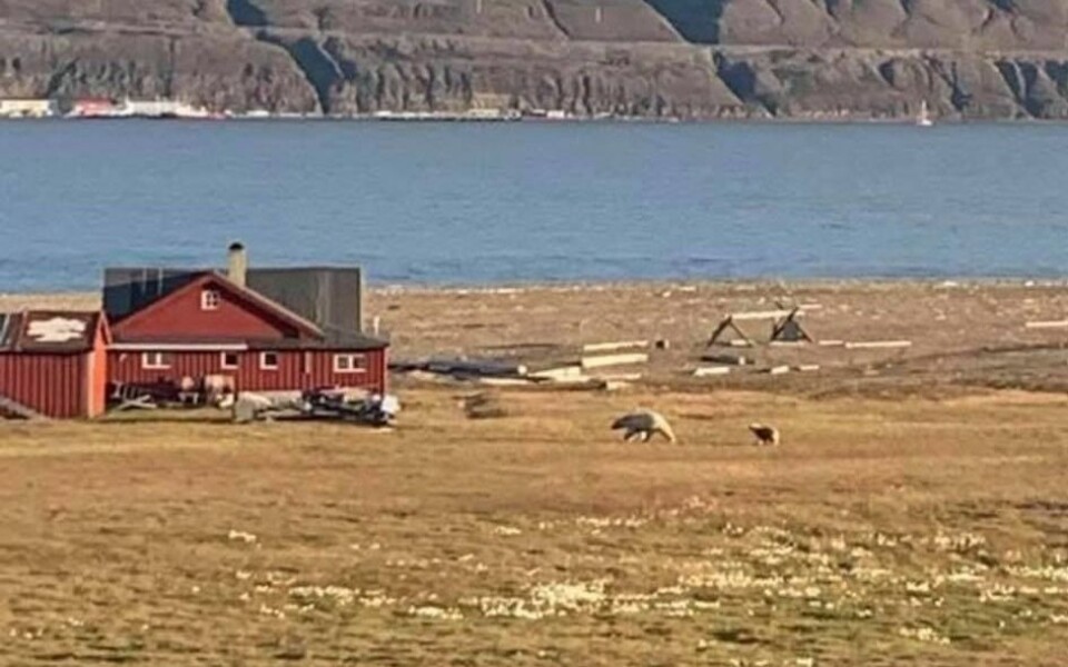 Isbjørnene skal befinne seg på brinken, litt øst for taubanesentralen på Hiorthhamn.