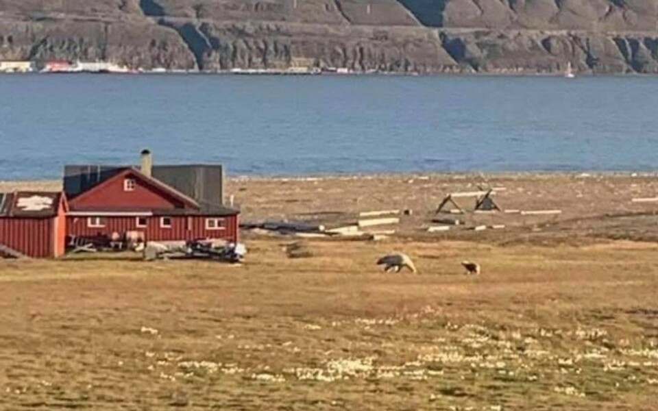 Nevnte binne med unge på Hiorthhamn i helgen. Nevnte binne med unge på Hiorthhamn i helgen.