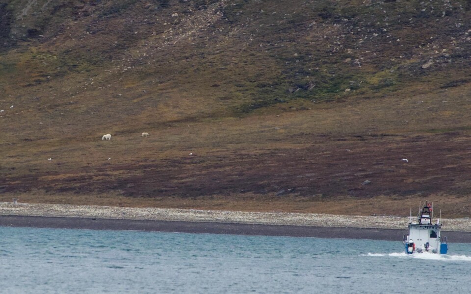 Isbjørnbinna med unge på Hiorthhamn. Sysselmannen følger med fra båten.