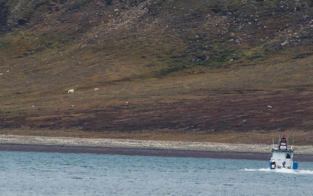 Isbjørnbinna med unge på Hiorthhamn. Sysselmannen følger med fra båten.