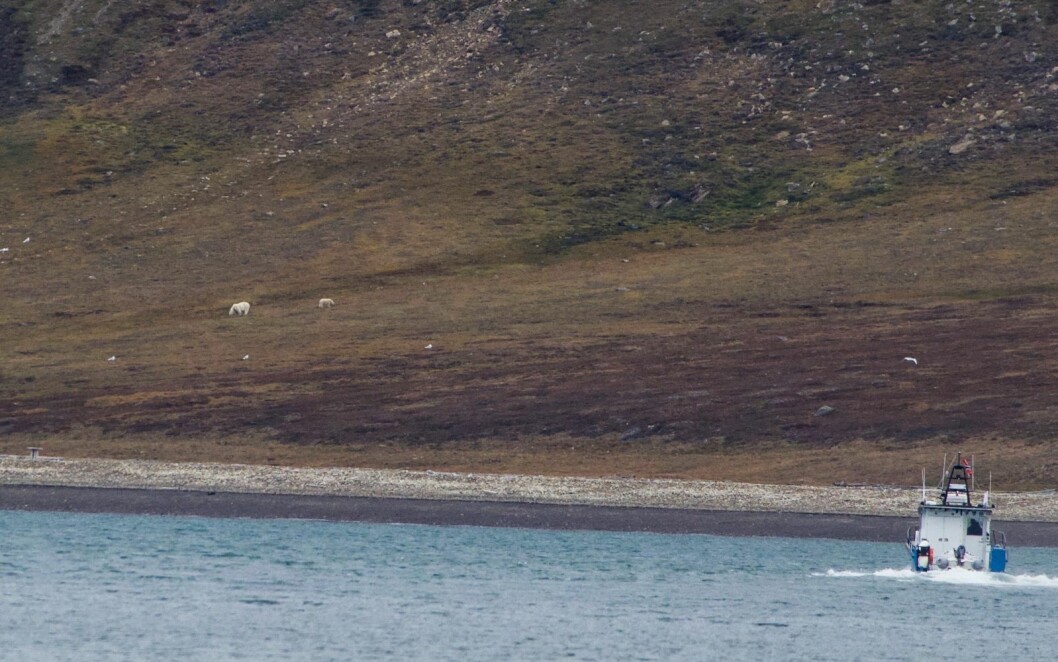 Isbjørnbinna med unge på Hiorthhamn. Sysselmannen følger med fra båten. Isbjørnbinna med unge på Hiorthhamn. Sysselmannen følger med fra båten.