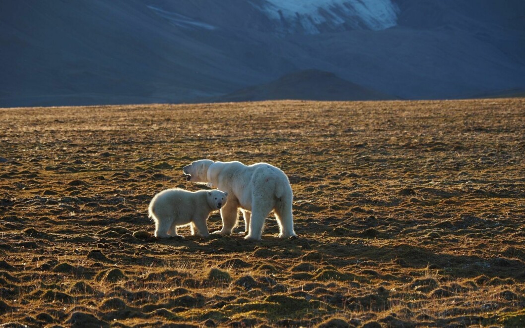 Bilde av isbjørnbinna og datteren etter at de hadde kommet seg opp etter flyttingen mandag kveld.