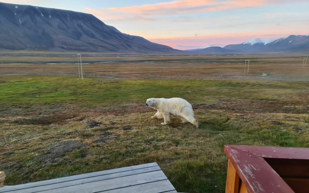 HYTTEBJØRN: Denne isbjørnen ble sist sett ved Tenoren og antas tirsdag ettermiddag å ha fjernet seg fra våre nærområder.