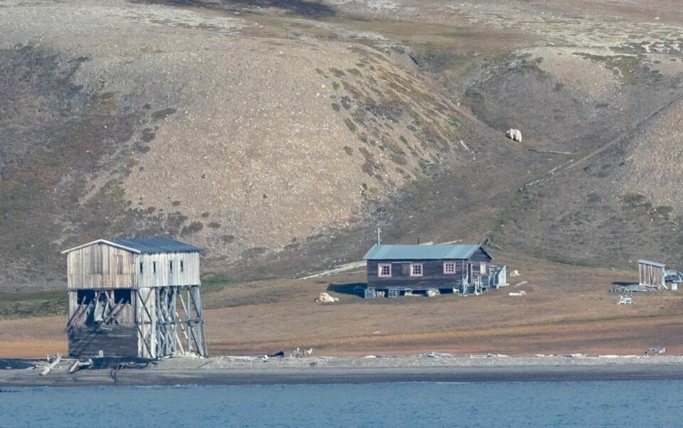 Det var denne isbjørnen som tok livet av Johan Jacobus Kootte natt til fredag. Bildet av den i Hiorthhamn ble tatt onsdag denne uken.
