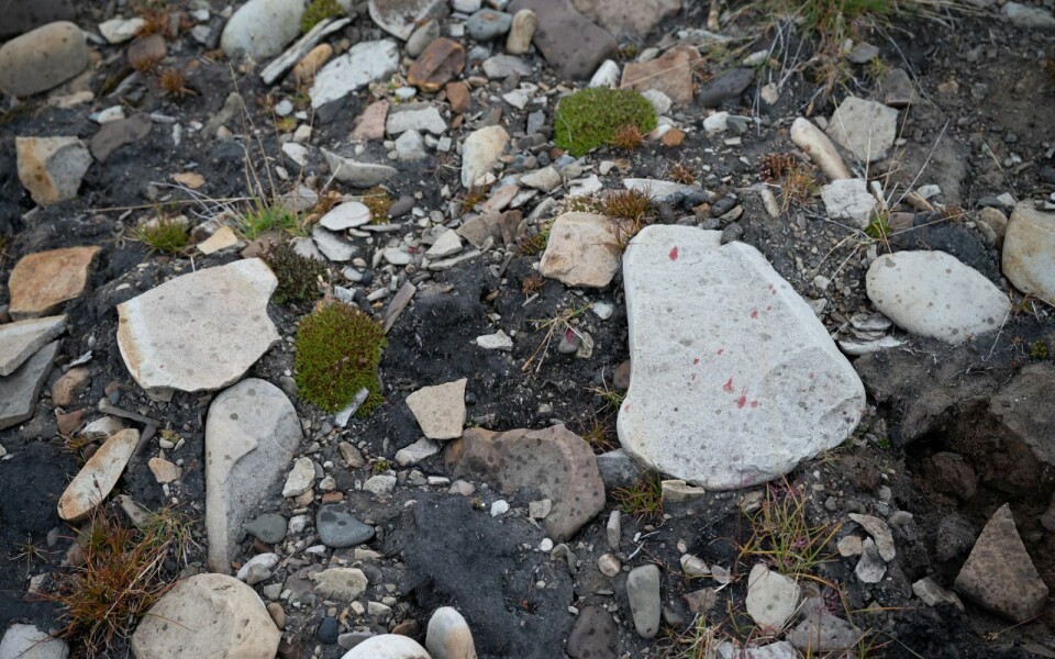 Det som angivelig er blodspor fra isbjørnen, i området mellom campingen og flyplassen. Det som angivelig er blodspor fra isbjørnen, i området mellom campingen og flyplassen.