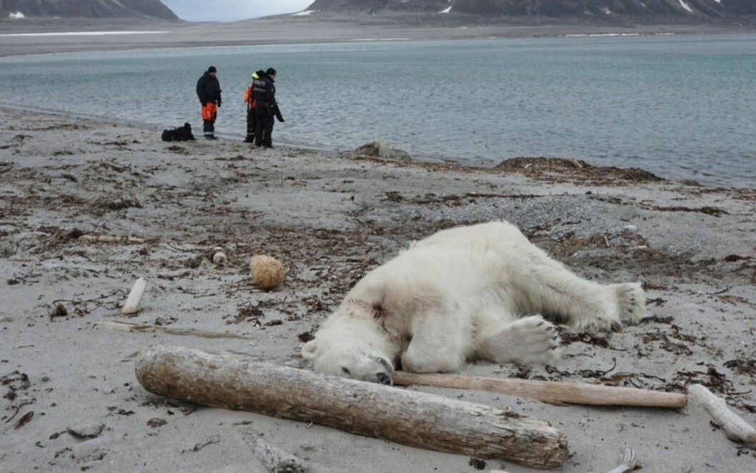 Denne isbjørnen ble skutt på Phippsøya, som er en av Sjuøyane, sommeren 2018. Nå er saken henlagt.