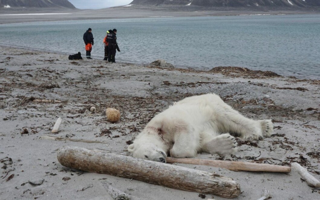 Denne isbjørnen ble skutt på Phippsøya, som er en av Sjuøyane, sommeren 2018. Nå er saken henlagt. Denne isbjørnen ble skutt på Phippsøya, som er en av Sjuøyane, sommeren 2018. Nå er saken henlagt.