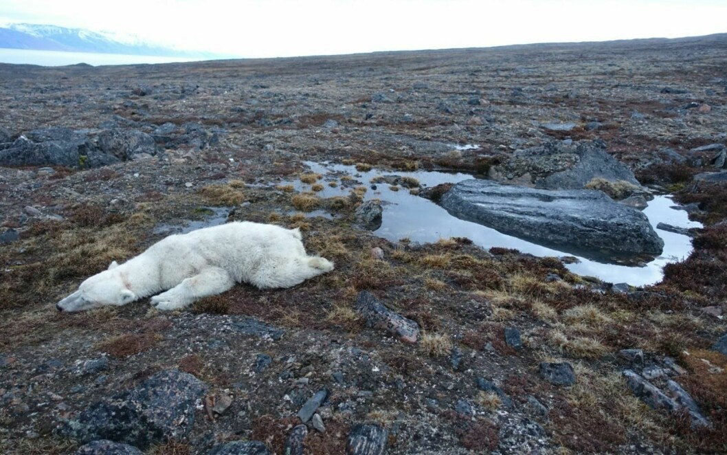 Isbjørnen som døde under en merkingsrunde onsdag denne uken.