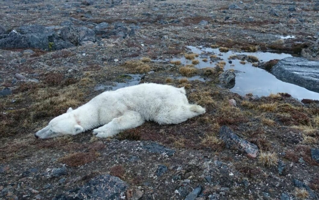 Isbjørnhannen som døde under merking onsdag denne uken var to og et halvt år.