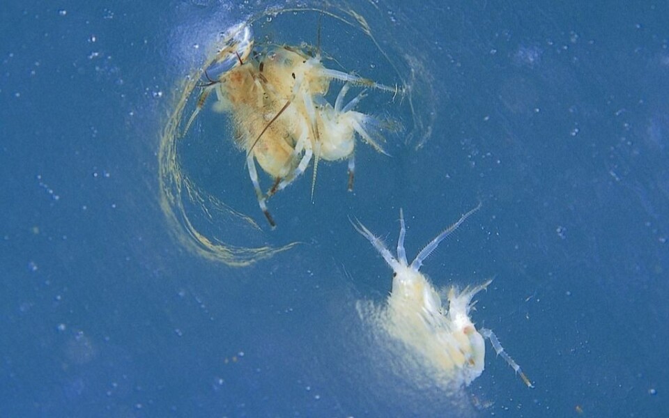 Tanglopper (Gammarus wilkitzkii) bruker smeltekanalene i isen som tilholdssted. Tanglopper (Gammarus wilkitzkii) bruker smeltekanalene i isen som tilholdssted.