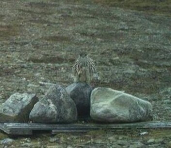 FALKEBLIKK: Dvergfalken hekker neppe på Svalbard, tror ekspert. FALKEBLIKK: Dvergfalken hekker neppe på Svalbard, tror ekspert.