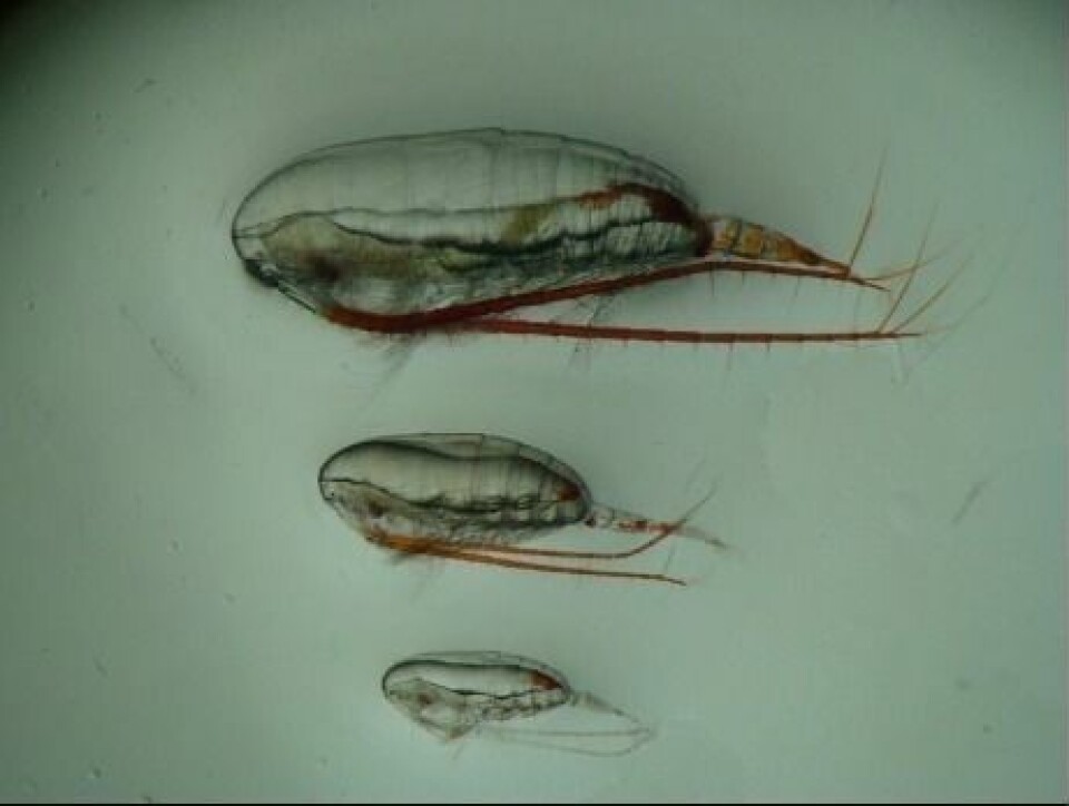 Hoppekrepsen dominerer dyreplanktonsamfunnet på Svalbard: øverst den store arktiske dypvannsarten Calanus hyperboreus, også kalt feitåte, i midten den «mellomstore» arktiske sokkelarten Calanus glacialis (ishavsåte) og nederst den noe mindre atlantiske arten Calanus finmarchicus, også kalt raudåte. Hoppekrepsen dominerer dyreplanktonsamfunnet på Svalbard: øverst den store arktiske dypvannsarten Calanus hyperboreus, også kalt feitåte, i midten den «mellomstore» arktiske sokkelarten Calanus glacialis (ishavsåte) og nederst den noe mindre atlantiske arten Calanus finmarchicus, også kalt raudåte.