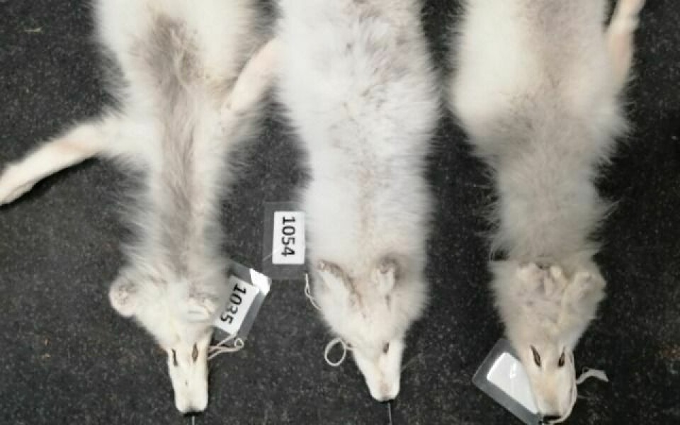 UNORMAL PELS: Taxidermisten tok dette bildene av preparert revepels av fjorårets Svalbard-fangst. Normal pels i midten. Pelsene til høyre og venstre viste seg å være angrepet av lus, som påvirker pelsen i nakkeområdet.