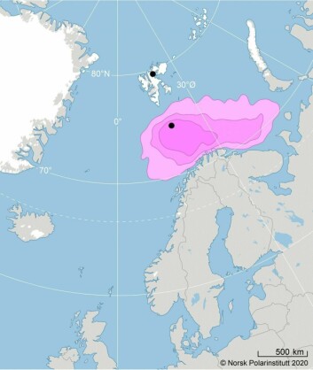 Vinterutbredelsen (november til januar) til havhest fra to kolonier på Svalbard (Bjørnøya og Alkefjellet; svarte prikker i kartet). Havhestene fra Svalbard er gitt rosa farge og overvintrer i Barentshavet. Kilde: SEATRACK (<a class="nf-o-link" href="http://www.seapop.no/en/seatrack/" target="_blank">http://www.seapop.no/en/seatrack/</a>)