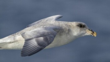 Havhesten er en langdistanseflyger. Havhesten er en langdistanseflyger.