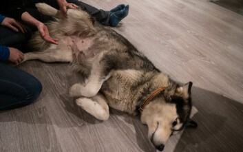 Ettra har det etter forholdene veldig fint. Et operasjonssår på buken er likevel en påminnelse om hvor ille det kunne ha gått, uten hjelp av veterinær. Ettra har det etter forholdene veldig fint. Et operasjonssår på buken er likevel en påminnelse om hvor ille det kunne ha gått, uten hjelp av veterinær.