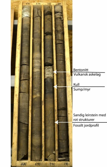 Kasse med bor-kjerner fra 160 meter (oppe til høyre) til 164 meter (nede til venstre) fra CO2-brønn DH6 i Adventdalen. Hver kjerne har en lengde på en meter og en diameter på 8 centimeter. Brønnen er boret like ved den gamle Nordlysstasjonen i Adventdalen. Det 20 centimeter tykke laget ved 161,4 meter lyser opp blant de mørke skifrene og sandsteinene. Som bildet viser er det fossil jordprofil som gradvis går over til et lag av vegetasjon og planterester, sannsynligvis en sump eller myr. Kull-laget har en skarp overgang til bentonitten. Dette tolker vi som at når askelaget kommer blir det umiddelbar stopp av vekst: et vulkansk utbrudd et eller annet sted i Arktis for 123 millioner år siden. Over bentonitten ser avsetningene noenlunde lik ut før askeskyen kom, vi antar da at miljøet er tilbake til normalen. Kasse med bor-kjerner fra 160 meter (oppe til høyre) til 164 meter (nede til venstre) fra CO2-brønn DH6 i Adventdalen. Hver kjerne har en lengde på en meter og en diameter på 8 centimeter. Brønnen er boret like ved den gamle Nordlysstasjonen i Adventdalen. Det 20 centimeter tykke laget ved 161,4 meter lyser opp blant de mørke skifrene og sandsteinene. Som bildet viser er det fossil jordprofil som gradvis går over til et lag av vegetasjon og planterester, sannsynligvis en sump eller myr. Kull-laget har en skarp overgang til bentonitten. Dette tolker vi som at når askelaget kommer blir det umiddelbar stopp av vekst: et vulkansk utbrudd et eller annet sted i Arktis for 123 millioner år siden. Over bentonitten ser avsetningene noenlunde lik ut før askeskyen kom, vi antar da at miljøet er tilbake til normalen.