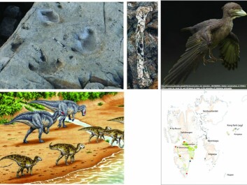 Bilder fra dyrelivet på tiden da Helvetiafjellformasjonen ble dannet. Oppe til venstre ser vi dinosaurspor, bakføttene med tre tær og forlemmene som hull foran, fra Boltodden Kvalvågen. I midten sees en liten knokkel cirka 0,4 centimeter bred og fire centimeter lang fra en forhistorisk fugl. Oppe til høyre er det en rekonstruksjon fra en fugl fra kritt-tiden, fremdeles har hun trekk fra en av sine dinosaurformødre. Nede til venstre er en rekonstruksjon av en rolig dag på stranda i Kvalvågen for 125 millioner år siden (rekonstruksjon av Esther van Hulsen). Kartet til høyre viser funn av tråkk etter dinosaurer (rød firkant) og et bein fra en fugl (blå firkant). Grå og grønne farger viser hvor bergarter av tidlig krittid alder kommer opp i dagen. Grå farge er vulkanske bergarter, mens grønn farge viser sandsteiner og skifre. Bilder fra dyrelivet på tiden da Helvetiafjellformasjonen ble dannet. Oppe til venstre ser vi dinosaurspor, bakføttene med tre tær og forlemmene som hull foran, fra Boltodden Kvalvågen. I midten sees en liten knokkel cirka 0,4 centimeter bred og fire centimeter lang fra en forhistorisk fugl. Oppe til høyre er det en rekonstruksjon fra en fugl fra kritt-tiden, fremdeles har hun trekk fra en av sine dinosaurformødre. Nede til venstre er en rekonstruksjon av en rolig dag på stranda i Kvalvågen for 125 millioner år siden (rekonstruksjon av Esther van Hulsen). Kartet til høyre viser funn av tråkk etter dinosaurer (rød firkant) og et bein fra en fugl (blå firkant). Grå og grønne farger viser hvor bergarter av tidlig krittid alder kommer opp i dagen. Grå farge er vulkanske bergarter, mens grønn farge viser sandsteiner og skifre.