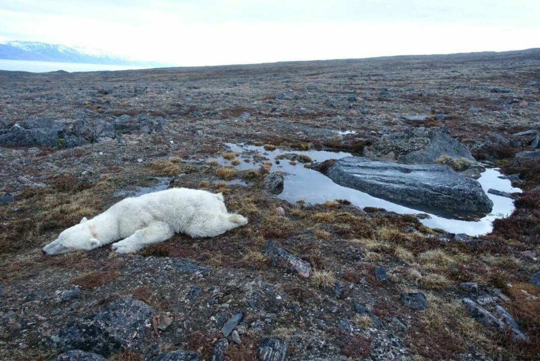 Isbjørnhannen som døde under merking døde sannsynligvis av drukning, viser obduksjonsrapporten.