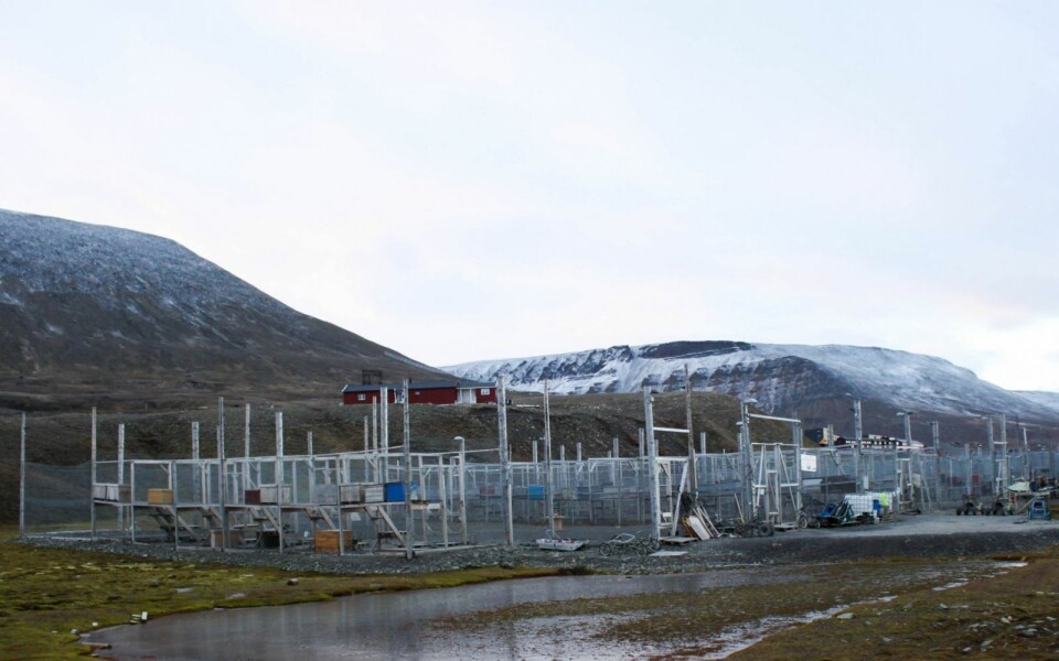 Longyearbyen Hundeklubb har rundt 100 tobeinte og 150 firbeinte medlemmer.