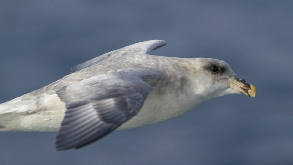 Hvorfor spiser havhesten plast?