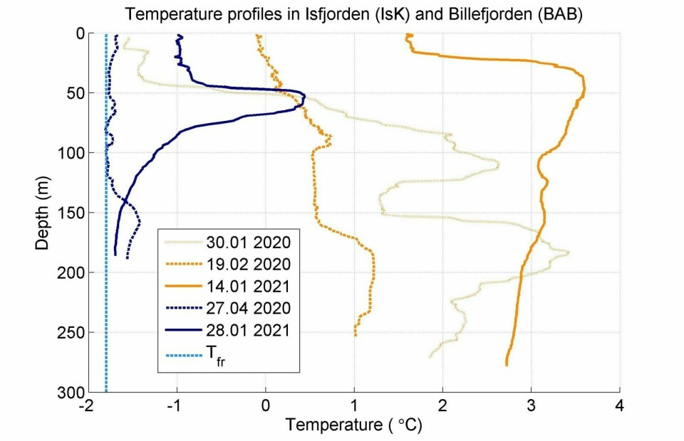 Temperaturplott: Sjøtemperaturen på Karlskronadjupet rett utenfor Adventfjorden (oransje farge) og i Adolfbukta innerst i Billefjorden (blå farge), i januar og februar 2020 og i januar 2021. Den lave sjøtemperaturen i Billefjorden i april 2020 forklarer hvorfor det var 80-90 cm tykk sjøis der i fjor. Den stiplete lyseblå vertikale linja viser frysepunktet for sjøvann. I år er sjøtemperaturen opp mot 3 grader varmere i overflatevannet enn på samme tid i fjor.