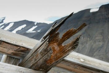 Råte: Råteskadet taubanebukk i Longyearbyen. Denne falt overende i et snøras, men den egentlige årsaken var sterk råteskade i alle fire bena til bukken.