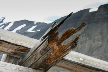Råte: Råteskadet taubanebukk i Longyearbyen. Denne falt overende i et snøras, men den egentlige årsaken var sterk råteskade i alle fire bena til bukken. Råte: Råteskadet taubanebukk i Longyearbyen. Denne falt overende i et snøras, men den egentlige årsaken var sterk råteskade i alle fire bena til bukken.