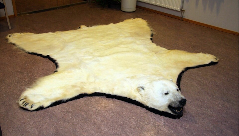 Eksport for preparering: Isbjørnskinnet som ble auksjonert bort til inntekt for TV-aksjonen i år, skal til fastlandet for preparering. Bildet er av et annet skinn.
