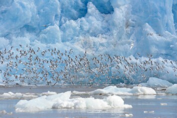 <strong class="nf-o-text--strong">VIKTIG LEVEOMRÅDE:</strong> Framfor isbrear finn mellom anna sjøfuglar, sel og kval mat i havet, som næringsrike krepsdyr.