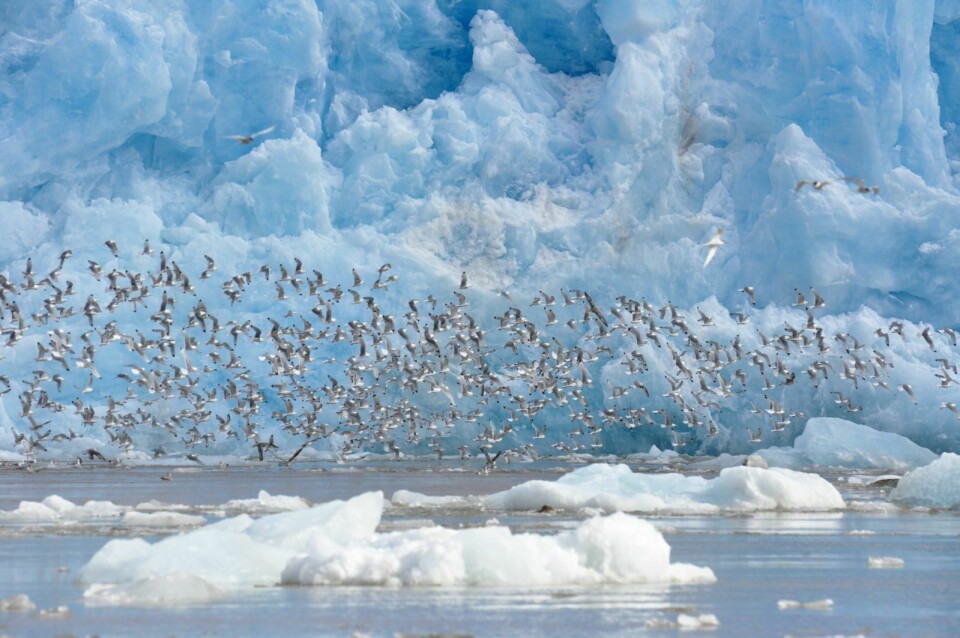 VIKTIG LEVEOMRÅDE: Framfor isbrear finn mellom anna sjøfuglar, sel og kval mat i havet, som næringsrike krepsdyr.