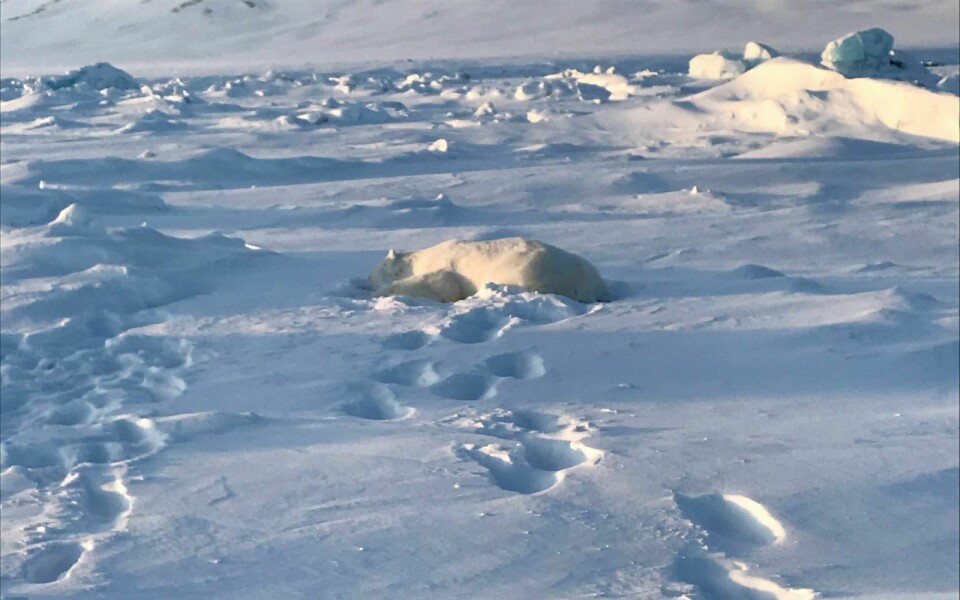 Isbjørnen ble skutt og drept etter angrepet.