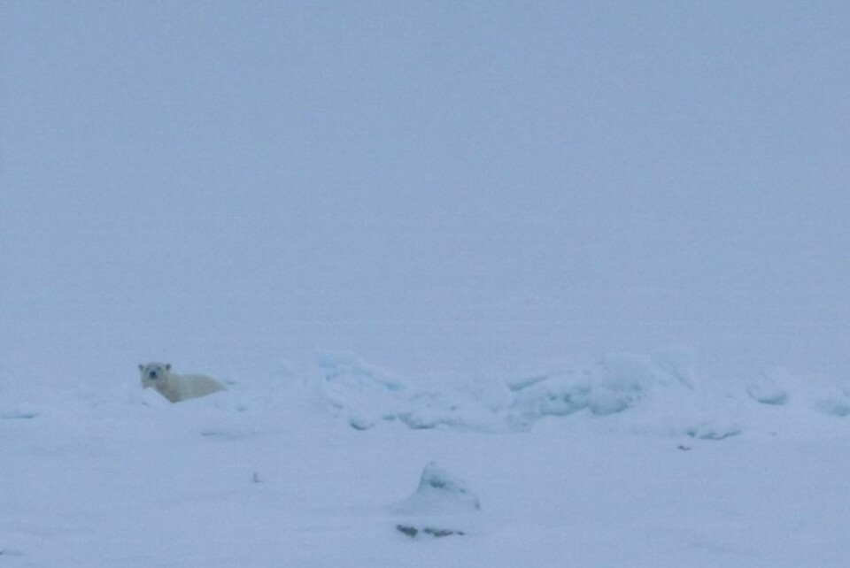 Isbjørnen var ifølge Tveråen lett å skremme.