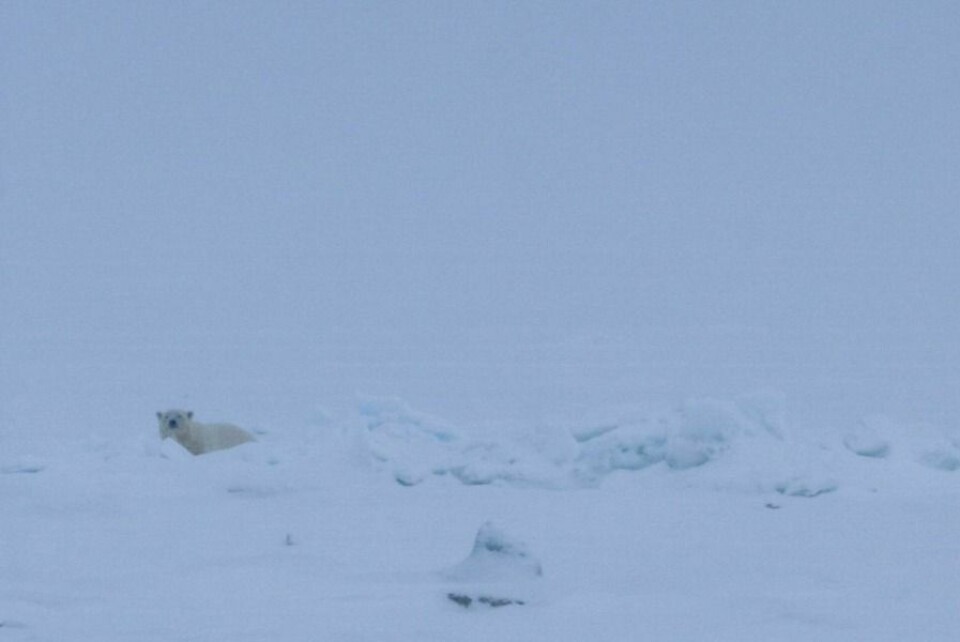 Isbjørnen var ifølge Tveråen lett å skremme. Isbjørnen var ifølge Tveråen lett å skremme.