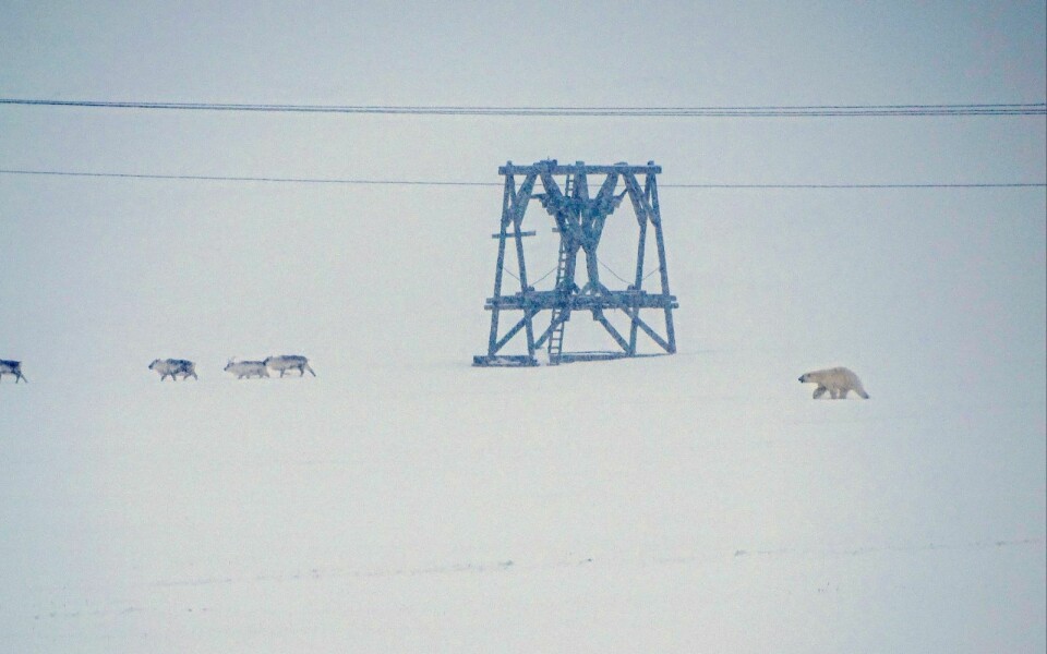 TELEFONVARSLES: Ved for eksempel isbjørnfare, skal Longyearbyen lokalstyre heretter varsle til alle mobiltelefoner på øya. Bildet er fra bjørnen som måtte jages fra Todalen forrige uke.