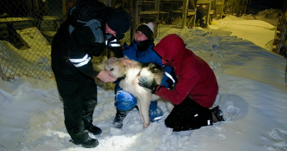 Veterinær Harald Os (t.v.) fra Mattilsynet er i Longyearbyen for å vaksinere hunder mot rabies tre ganger i året. Her er det hundene til Karoline Bælum og tidligere hundeklubbleder Rico Behlke som står for tur. Bildet ble tatt i fjor.