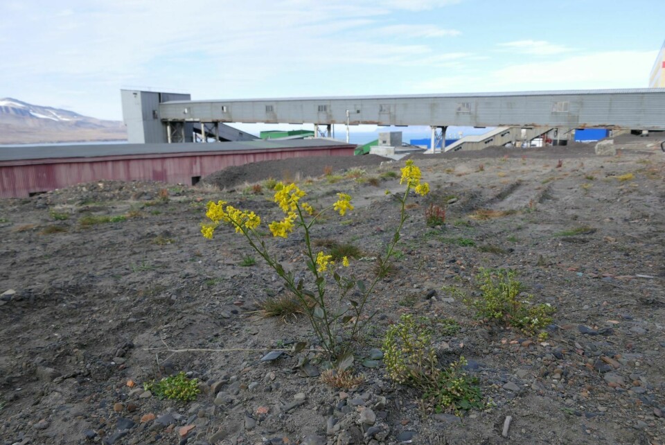 HARDFØR: Vinterkarse er en fremmed art som, bokstavelig talt, har slått rot i Barentsburg. Den er hardfør, kan utkonkurrere andre planter, og sprer seg lett.