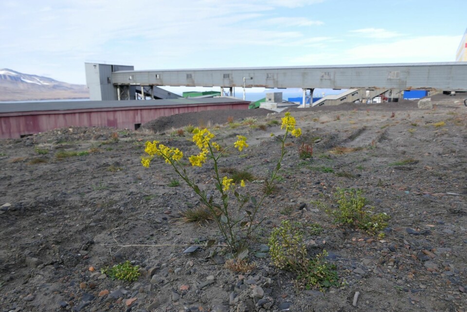 HARDFØR: Vinterkarse er en fremmed art som, bokstavelig talt, har slått rot i Barentsburg. Den er hardfør, kan utkonkurrere andre planter, og sprer seg lett. HARDFØR: Vinterkarse er en fremmed art som, bokstavelig talt, har slått rot i Barentsburg. Den er hardfør, kan utkonkurrere andre planter, og sprer seg lett.