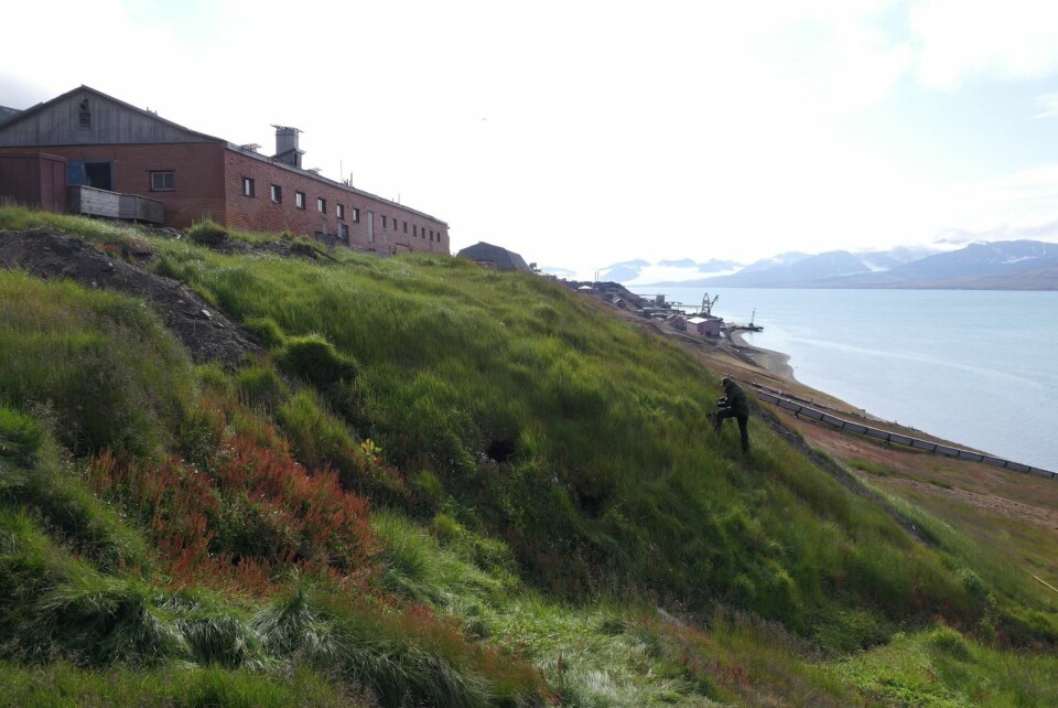 FASET UT HUNDEKJEKS: Skråningen nedenfor det gamle fjøset i Barentsburg er full av fremmede plantearter, men hundekjeks er borte etter Sysselmannens iherdige innsats. FASET UT HUNDEKJEKS: Skråningen nedenfor det gamle fjøset i Barentsburg er full av fremmede plantearter, men hundekjeks er borte etter Sysselmannens iherdige innsats.