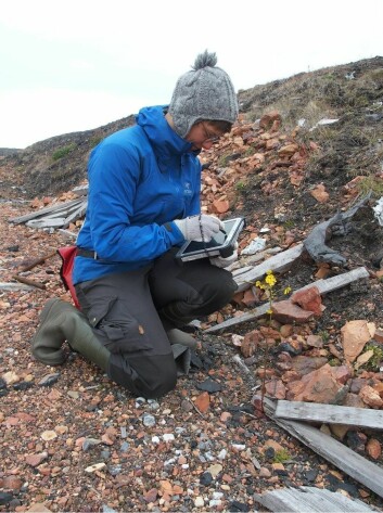 FINKJEMMET: Forskerne har finkjemmet flere bosetninger og fuglefjell på Svalbard for fremmede planter.