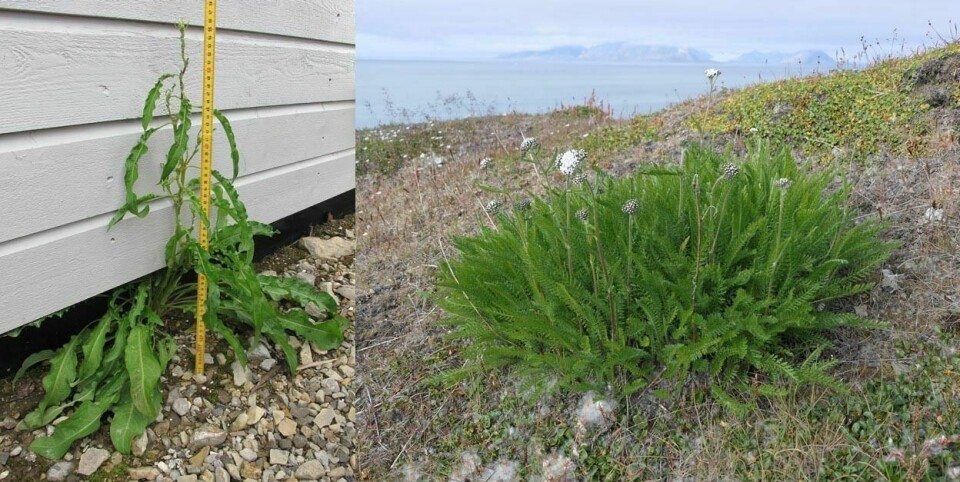 IKKE HJEMMEHØRENDE: Høymole langs en husvegg (t.v.)og ryllik, begge plantene finnes på Svalbard, men ingen av dem hører hjemme her.