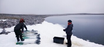 Ny metode skal kartlegge Svalbard-røya