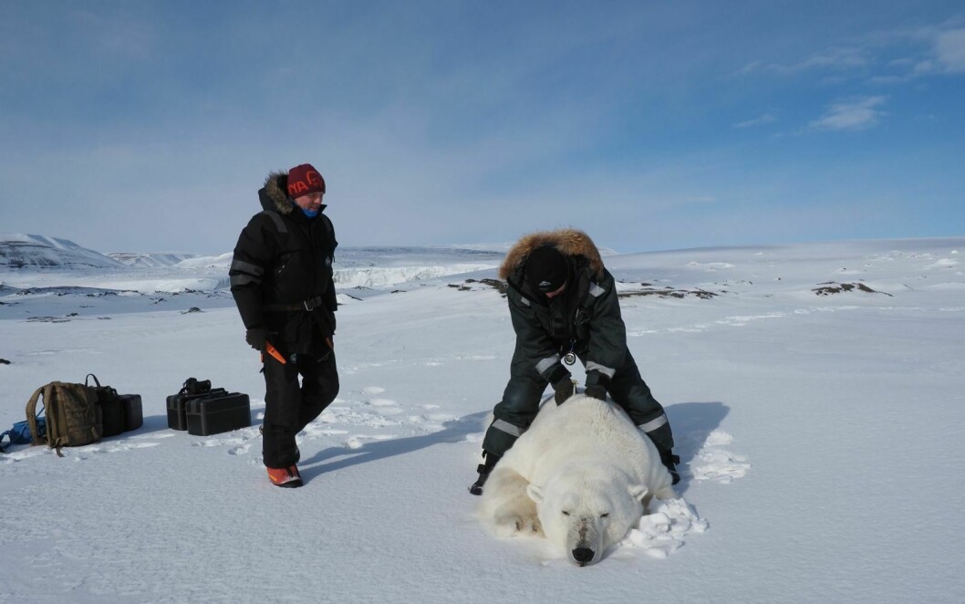 Veterinær Rolf Arne Ølberg måler omkrets rundt bringa på en isbjørnbamse. Biolog og isbjørnforsker Magnus Andersen (NP) står klar med målebånd.