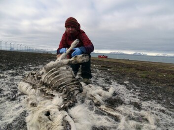 <strong class="nf-o-text--strong">ØYENVITNE:</strong> Klimaendringene påvirker både dyr og vegetasjon på tundraen, sier mangeårig forsker på svalbardrein, Åshild Ønvik Pedersen. <strong class="nf-o-text--strong">ØYENVITNE:</strong> Klimaendringene påvirker både dyr og vegetasjon på tundraen, sier mangeårig forsker på svalbardrein, Åshild Ønvik Pedersen.