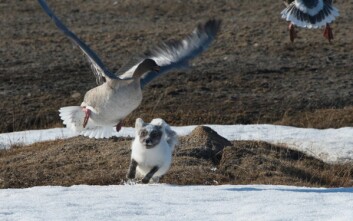 <strong class="nf-o-text--strong">SOMMERFØDE:</strong> Om sommeren er gjess, sjøfugl og hekkefugler vanlige byttedyr for fjellreven på Svalbard, mens om vinteren når det er knapt med bytte, er reinsdyrskadaver viktig føde. <strong class="nf-o-text--strong">SOMMERFØDE:</strong> Om sommeren er gjess, sjøfugl og hekkefugler vanlige byttedyr for fjellreven på Svalbard, mens om vinteren når det er knapt med bytte, er reinsdyrskadaver viktig føde.