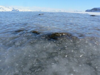 <strong class="nf-o-text--strong">ISLAGTE BEITER:</strong> Ising på den frosne bakken er utbredt både både på Svalbard og i Finnmark. Isen blokkerer mattilgangen for rein, rype og smågnagere, og får konsekvenser for dyrenes overlevelse og formering.