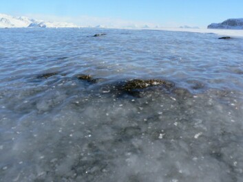 <strong class="nf-o-text--strong">ISLAGTE BEITER:</strong> Ising på den frosne bakken er utbredt både både på Svalbard og i Finnmark. Isen blokkerer mattilgangen for rein, rype og smågnagere, og får konsekvenser for dyrenes overlevelse og formering. <strong class="nf-o-text--strong">ISLAGTE BEITER:</strong> Ising på den frosne bakken er utbredt både både på Svalbard og i Finnmark. Isen blokkerer mattilgangen for rein, rype og smågnagere, og får konsekvenser for dyrenes overlevelse og formering.