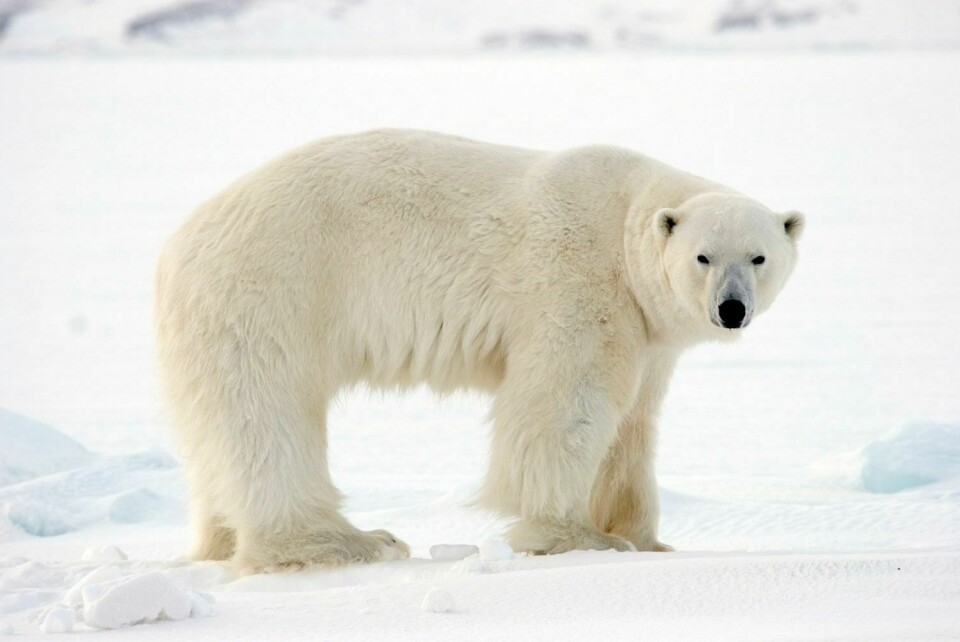 Turfolk må passe seg: Svalbardmiljøloven åpner for at Sysselmannen kan lage en forskrift om hvordan folk skal sikre seg mot bjørn når de er på tur. Sysselmannen sier nei.