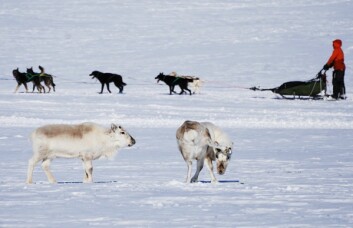 <strong class="nf-o-text--strong">Økende:</strong> Svalbardreinen er i god framgang og teller rundt 22.000 dyr på Sør-Spitsbergen. <strong class="nf-o-text--strong">Økende:</strong> Svalbardreinen er i god framgang og teller rundt 22.000 dyr på Sør-Spitsbergen.